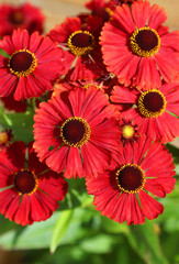 Macro image of Sneezeweed blooms, Derbyshire England
