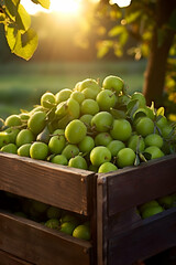 Greengages harvested in a wooden box in an orchard with sunset. Natural organic fruit abundance. Agriculture, healthy and natural food concept. Vertical composition.
