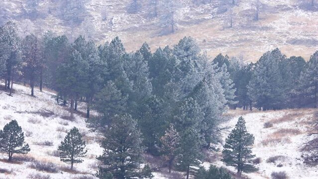 Boulder Colorado Snow Covered Forest in December 2023