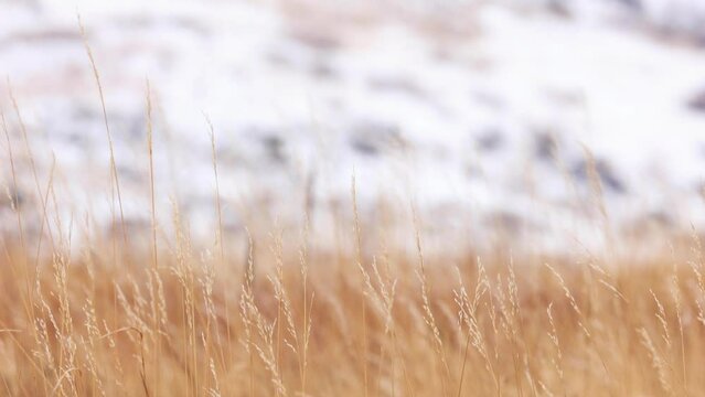 Colorado Native Grasses During Winter, Tilt up from Native Grass to Snow Patch