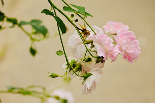 白い壁を背景にしたきれいなバラ