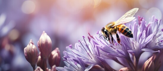 Bumblebee near onion blooms (blurred focus). - obrazy, fototapety, plakaty