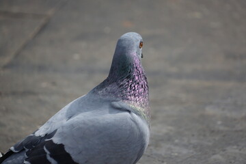Shiny pigeon on standing alone, well lit