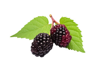 Mulberry Sweetness in Every Bite Isolated On Transparent Background