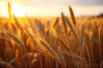 Wheat field. Ears of golden wheat under Shining Sunlight. Beautiful Rural Nature. Sunset Landscape. Rich harvest Concept. Close up, macro - obrazy, fototapety, plakaty