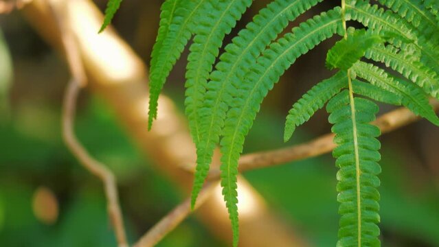 fern leaf in the forest