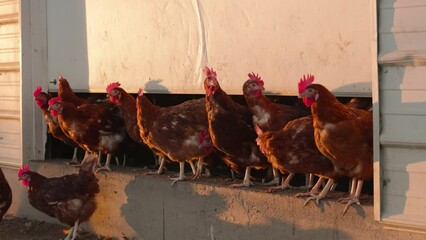 Flock of brown chickens wait on ledge under hen house door before jumping off at sunset in slow motion with shadows and sun flares on barn