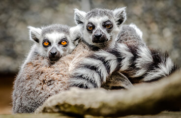 Obraz premium Lemurs animals in London Zoo