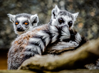 Obraz premium Lemurs animals in London Zoo