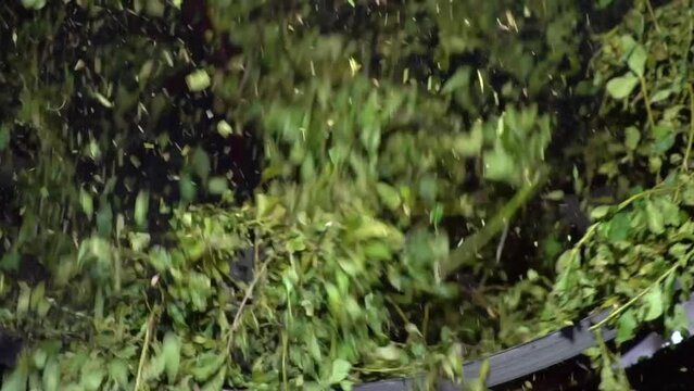 Green yerba mate leaves in a rotating drum that the cultivar processes by drying and sorting, Misiones Jardín América