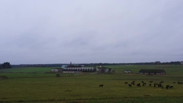 Horses grazing on rural farmland meadow, farmhouse ranch with silo storage in the distance