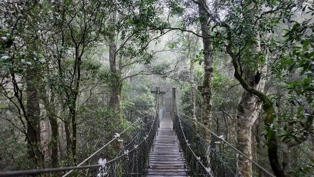 Walking along a bouncing suspension bridge through a foggy rainforest track on a raining morning. Cinematic mood