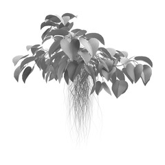 branch of plant