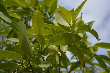 Fototapeta premium Cluster of light green leaves taking up portion of screen, mildly cloudy light blue sky taking up other portion