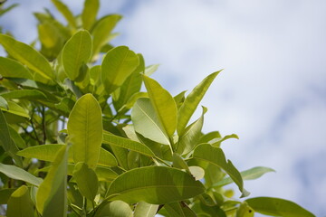 Obraz premium Cluster of light green leaves taking up portion of screen, mildly cloudy light blue sky taking up other portion