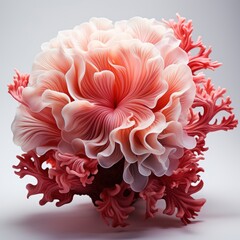 Light Coral Isolated On White Background On White Background, Illustrations Images