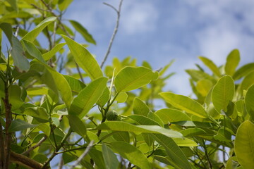 Cluster of light green leaves taking up portion of screen, mildly cloudy light blue sky taking up other portion