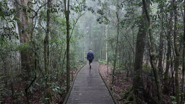 Female hiker walking along a timber boardwalk fading out of view into a misty fog covered rainforest. Real time cinematic mood