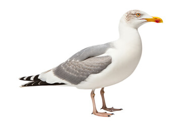 Elegance of Seagull Isolated On Transparent Background