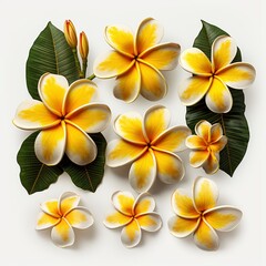 Obraz premium Plumeria Frangipani Temple Tree Flower Collection On White Background, Illustrations Images