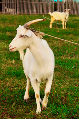 Goats.- A herd of goats, bearded goats grazing in a green meadow. they are grazing the grass. young goats with horns, a collective farm herd. Close-up. wildlife. The concept of animal husbandry on the