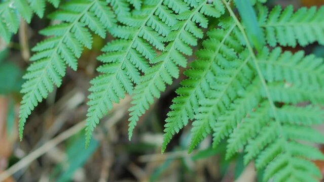 fern leaf in the forest