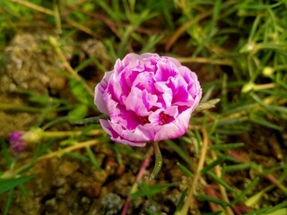 pink flower in spring