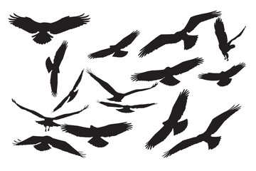 Flying birds of prey. Vector images. White background. 