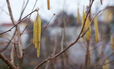 Buds on hazelnuts. Nature background
