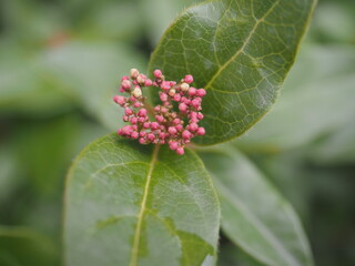 Pequeño fruto con fondo verde