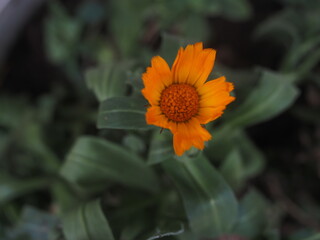Flor naranja con fondo verde