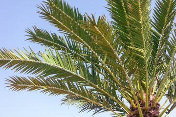 Fototapeta premium Green palm leaves against a blue sky