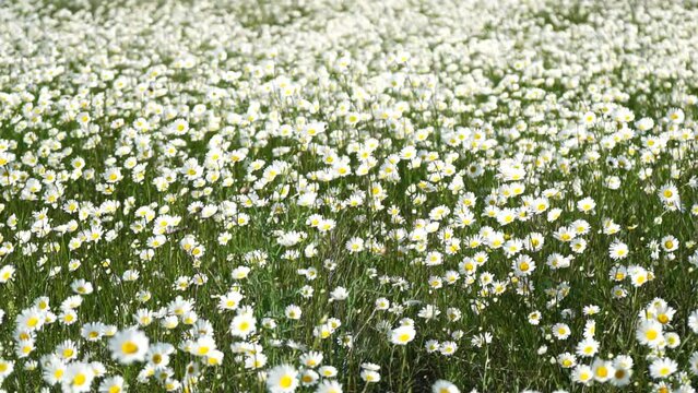 Chamomile. White daisy flowers in a field of green grass sway in the wind at sunset. Chamomile flowers field with green grass. Close up slow motion. Nature, flowers, spring, biology, fauna concept