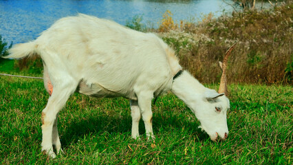 Goats.- A herd of goats, bearded goats grazing in a green meadow. they are grazing the grass. young goats with horns, a collective farm herd. Close-up. wildlife. The concept of animal husbandry on the