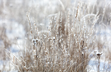 Fototapeta premium Dry grass in the snow in winter