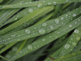 Cecpec con gotas de agua