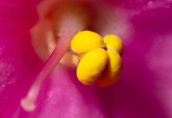 Yellow pollen on a red flower. Macro