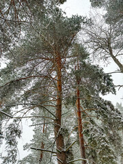 Pine trees in the snow in winter