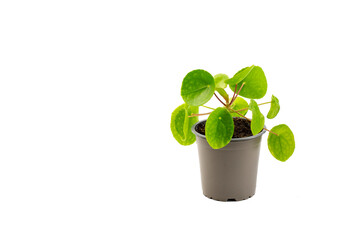 Pilea peperomioides, the Chinese money plant, UFO plant, pancake plant or missionary plant isolated...