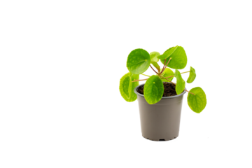 Pilea peperomioides, the Chinese money plant, UFO plant, pancake plant or missionary plant isolated on white background.