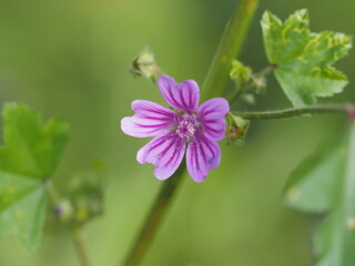 Primer plano de flor con fondo verde