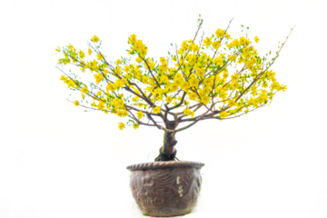 Yellow apricot flowers isolated background