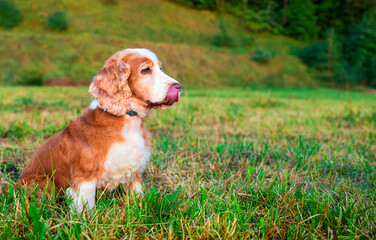 A dog of the English cocker spaniel breed is sitting sideways on the grass. The dog turns its head to the side and licks itself. The dog has a fluffy and red coat. The photo is blurred