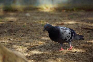 Colourful pigeon walking through dirt looking at the ground, patches of sunlight hitting the ground, well lit