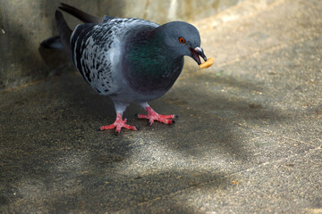 Colourful pigeon on sidewalk eating yellow flake, well lit