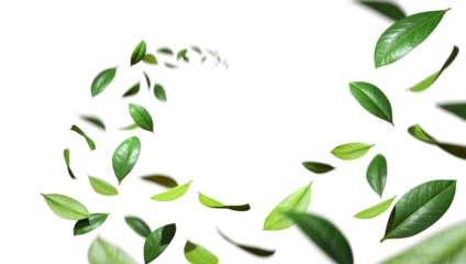 Foto op Plexiglas Greenery freshness leaves twist flowing in the air cutout transparent backgrounds 3d rendering png © Krit