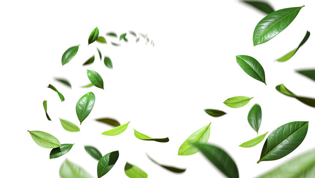 Greenery freshness leaves twist flowing in the air cutout transparent backgrounds 3d rendering png