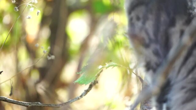 Cat playing with mouse or little rat in backyard, hunts in high grass outdoors. Pet catches rodents. Grey and white cat plays with a mouse in garden. Concept of pets natural instincts. Slow motion