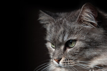 Adorable Domestic fluffy gray Cat with long Whiskers on black Background