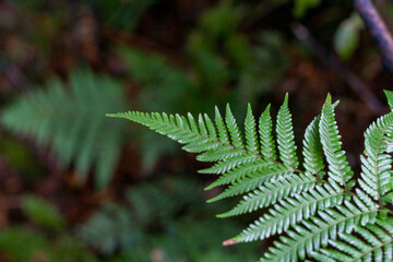 new zealand fern closeup from top